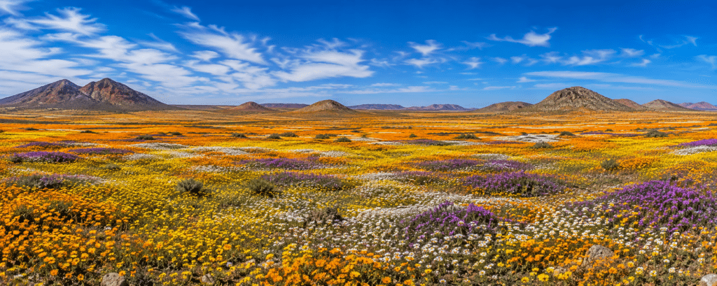 Panoramic view of colourful Namaqualand wildflowers carpeting the landscape in orange, yellow, white and purple beneath a bright blue South African sky.